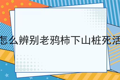 怎么辨别老鸦柿下山桩死活