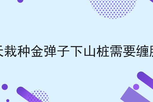 秋天栽种金弹子下山桩需要缠膜吗