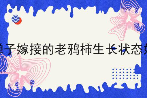 金弹子嫁接的老鸦柿生长状态好吗