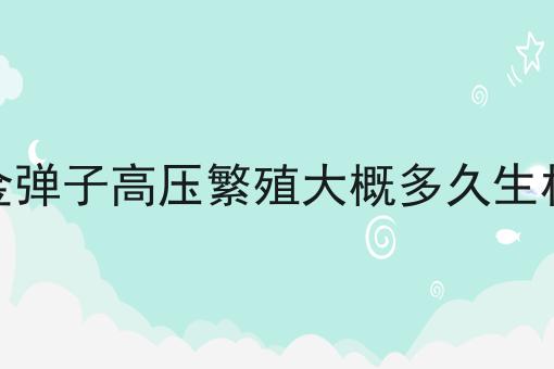 金弹子高压繁殖大概多久生根