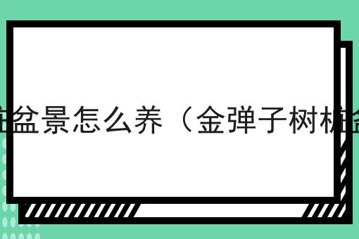 金弹子树桩盆景怎么养（金弹子树桩盆景养护）