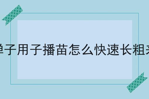 金弹子用子播苗怎么快速长粗来根