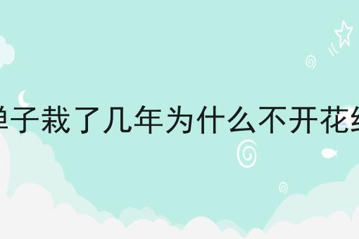 金弹子栽了几年为什么不开花结果