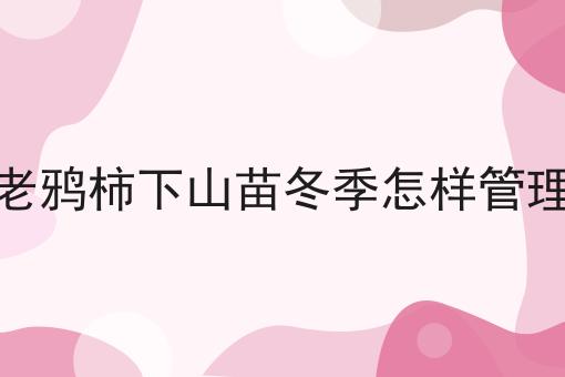 老鸦柿下山苗冬季怎样管理