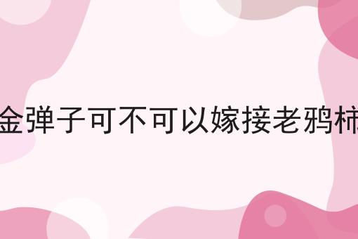 金弹子可不可以嫁接老鸦柿