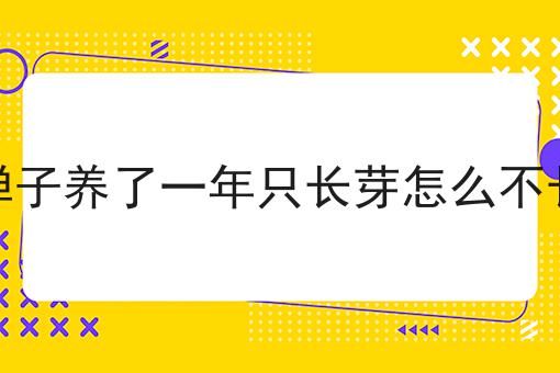 金弹子养了一年只长芽怎么不长根