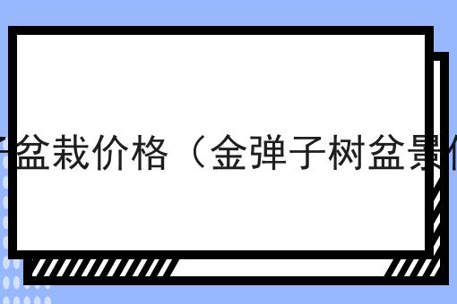 金弹子盆栽价格（金弹子树盆景价格）