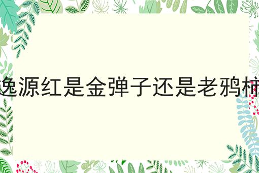 逸源红是金弹子还是老鸦柿