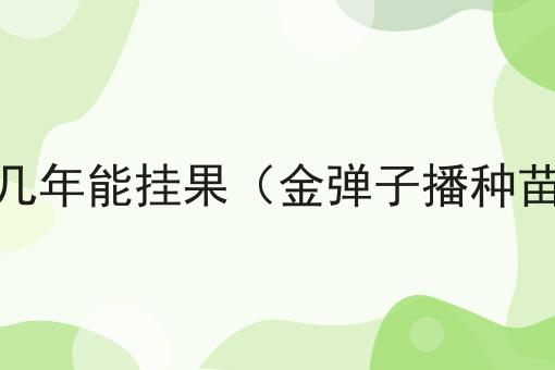 金弹子树苗几年能挂果（金弹子播种苗几年挂果）