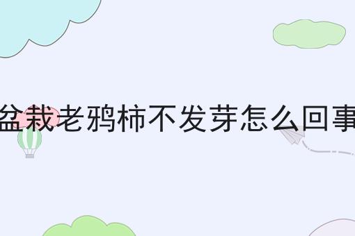 盆栽老鸦柿不发芽怎么回事