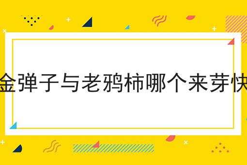 金弹子与老鸦柿哪个来芽快