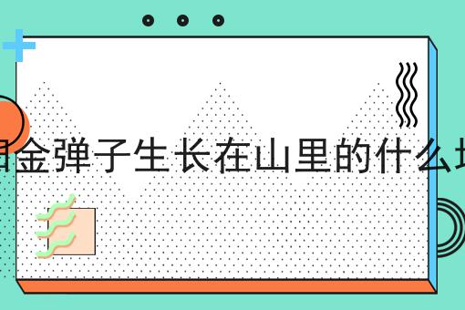 旬阳金弹子生长在山里的什么地方