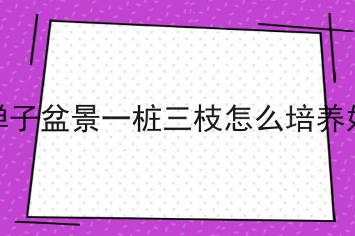 金弹子盆景一桩三枝怎么培养好看