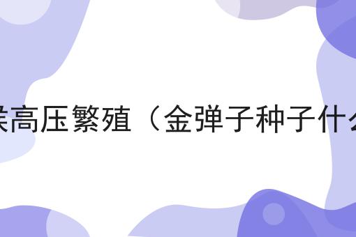 金弹子种子什么时候高压繁殖（金弹子种子什么时候种才会发芽）