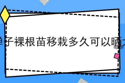 金弹子裸根苗移栽多久可以晒太阳