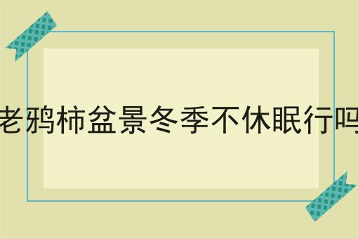 老鸦柿盆景冬季不休眠行吗