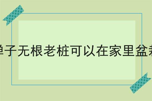 金弹子无根老桩可以在家里盆栽吗