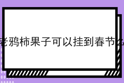 老鸦柿果子可以挂到春节么