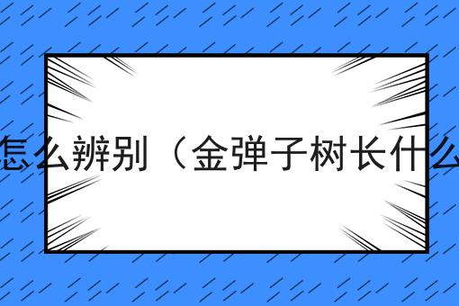 金弹子树长什么样怎么辨别（金弹子树长什么样怎么辨别品种）