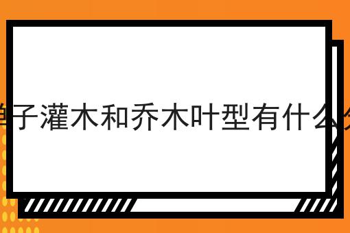 金弹子灌木和乔木叶型有什么分别