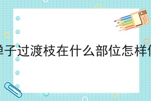 金弹子过渡枝在什么部位怎样修剪