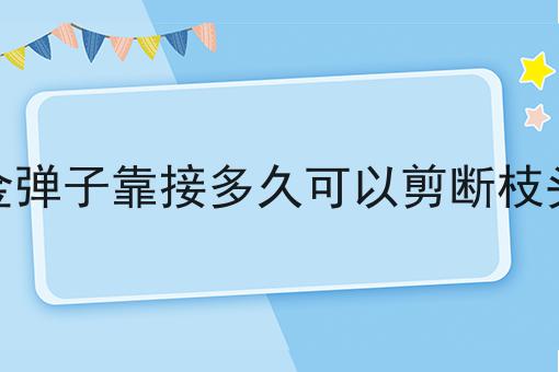 金弹子靠接多久可以剪断枝头