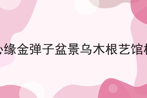 楠心缘金弹子盆景乌木根艺馆根雕