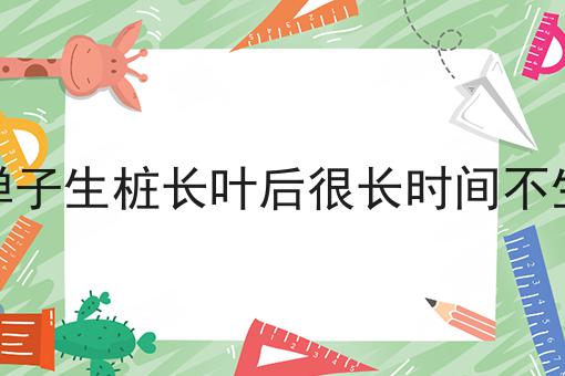 金弹子生桩长叶后很长时间不生长