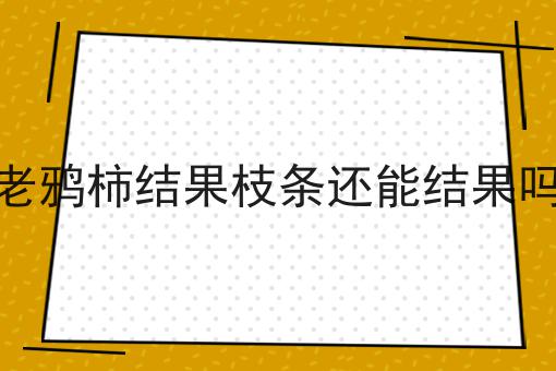 老鸦柿结果枝条还能结果吗