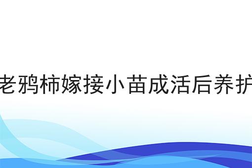 老鸦柿嫁接小苗成活后养护