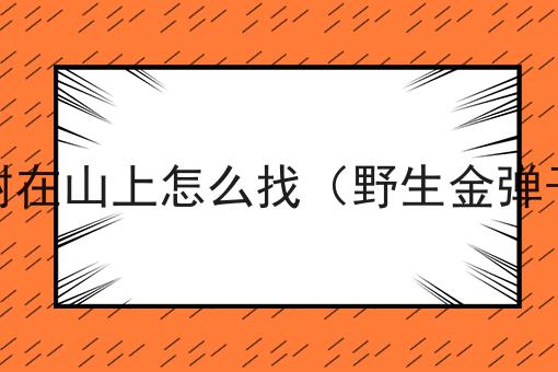 野生金弹子树在山上怎么找（野生金弹子树在哪找）