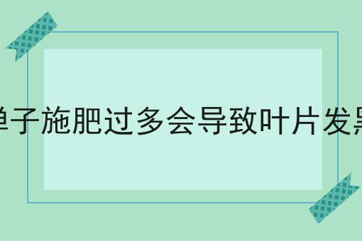 金弹子施肥过多会导致叶片发黑吗