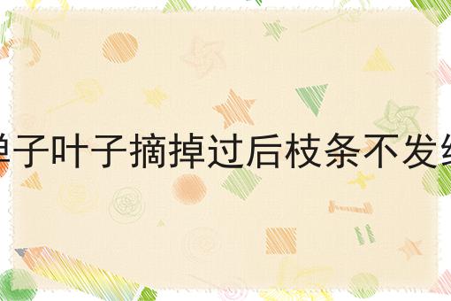 金弹子叶子摘掉过后枝条不发绿了