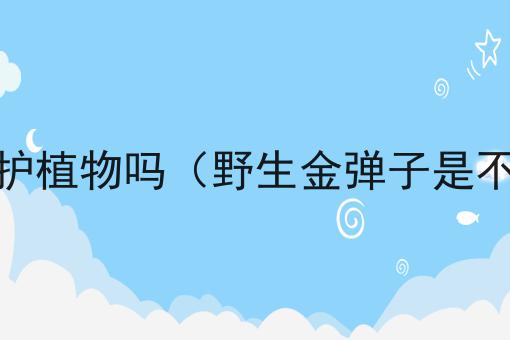 野生金弹子树是保护植物吗（野生金弹子是不是国家保护植物）