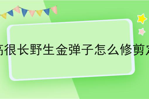 很高很长野生金弹子怎么修剪定型