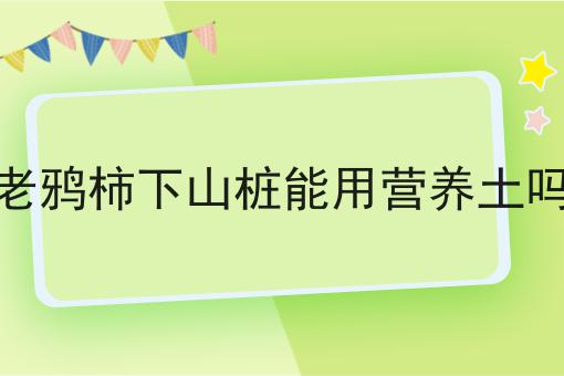 老鸦柿下山桩能用营养土吗