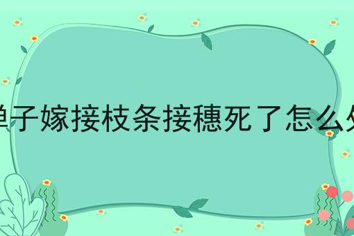 金弹子嫁接枝条接穗死了怎么处理