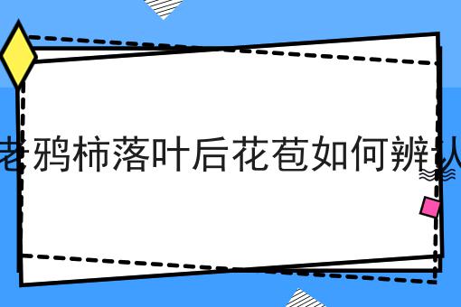 老鸦柿落叶后花苞如何辨认