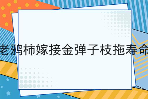 老鸦柿嫁接金弹子枝拖寿命