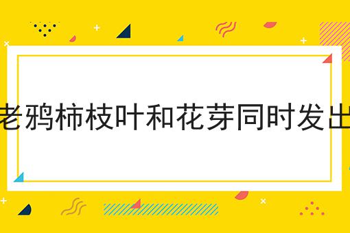 老鸦柿枝叶和花芽同时发出