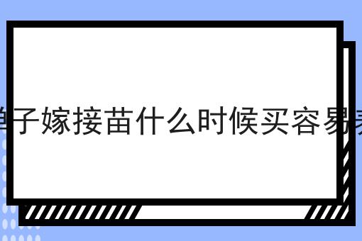 金弹子嫁接苗什么时候买容易养活