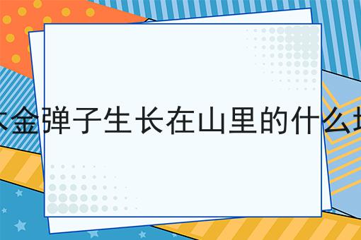 灌木金弹子生长在山里的什么地方