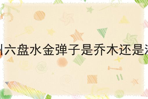 贵州六盘水金弹子是乔木还是灌木