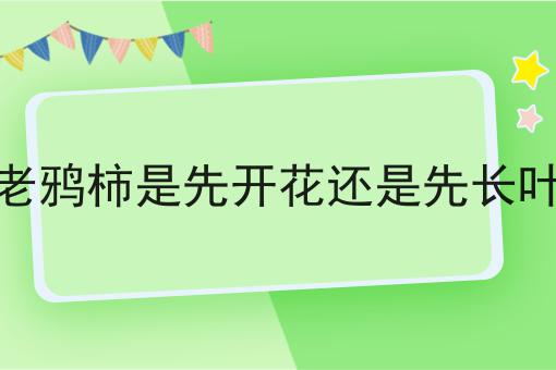 老鸦柿是先开花还是先长叶