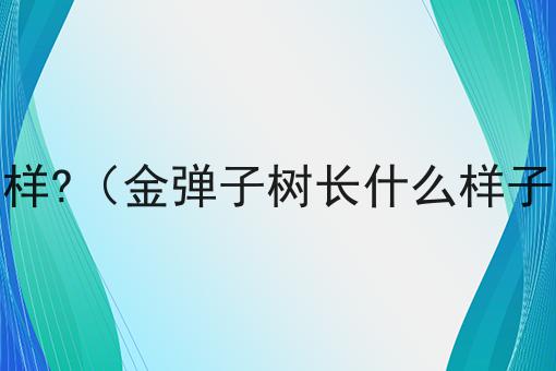 金弹子树长什么样?（金弹子树长什么样子的叶子什么样）