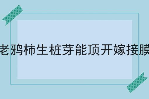 老鸦柿生桩芽能顶开嫁接膜