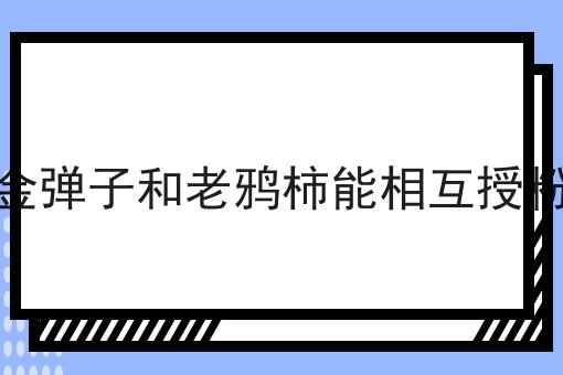 金弹子和老鸦柿能相互授粉