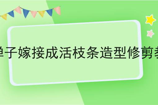 金弹子嫁接成活枝条造型修剪教学