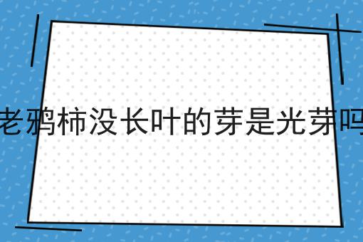 老鸦柿没长叶的芽是光芽吗