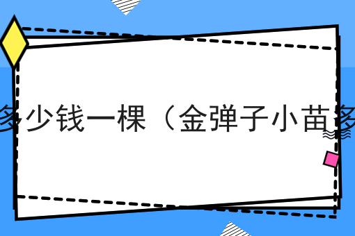 金弹子苗木多少钱一棵（金弹子小苗多少钱一棵）